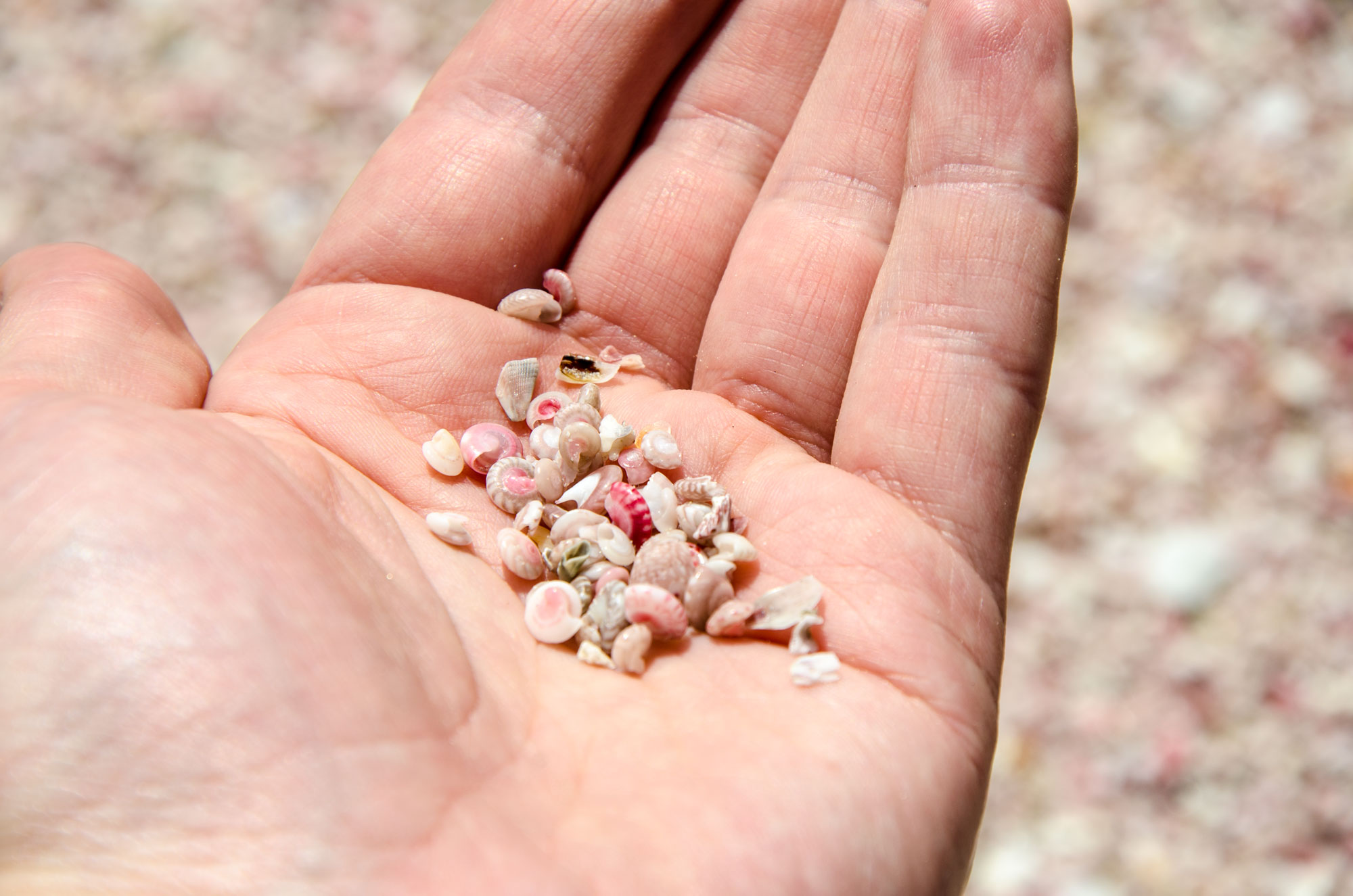 Ein „Meer“ von kleinen, rosafarbenen Muscheln am Strand. Foto: Lothar Ruttner